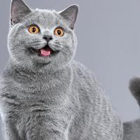 英短蓝猫vs金渐层：多花300元/月，真值得吗？