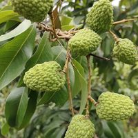 初夏孕甜｜五月中旬仙进奉荔枝初长成，静待六月佳果赴约