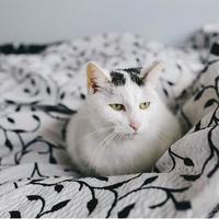 冻干真比烘焙粮更营养？实测数据揭开猫粮真相