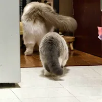 现在国产猫粮和进口猫粮差多少？