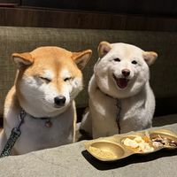 小户型养柴犬？豆柴反而更占地方、更难带