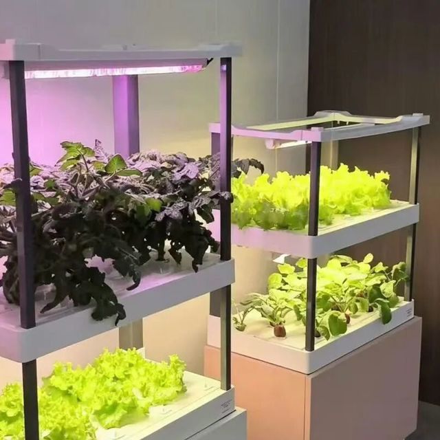 水培机不是懒人神器，而是你愿不愿每周花十分钟维护的照妖镜