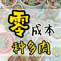 零成本多肉种植指南：自制透气花盆与配土养护技巧