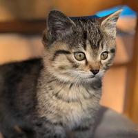 弓形虫真会致畸、影响生育？备孕怀孕养猫必看，一文读懂不焦虑