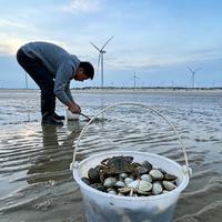 5月赶海黄金期：避开人潮高产捡海鲜