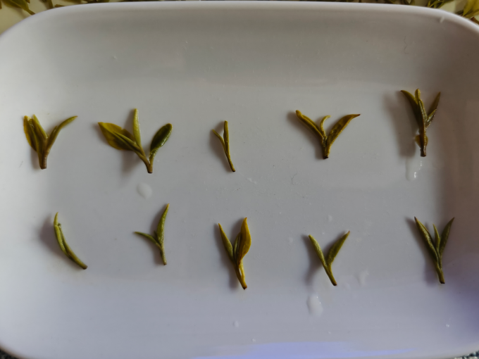 绿茶
