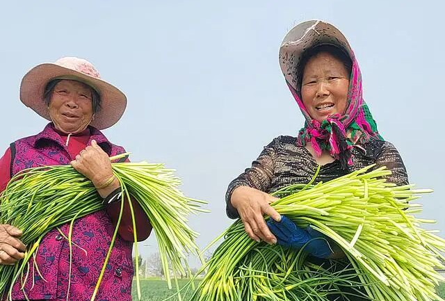 河南蒜薹滞销被辟谣，农产品谣言为何屡禁不止？