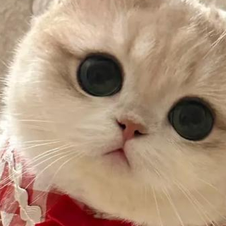 猫咪毛发干枯褪色？2026美毛猫粮精选推荐，618养猫人必囤！