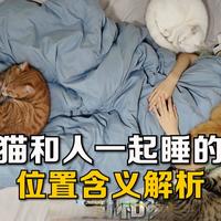 猫窝真的不如你的腋窝！
