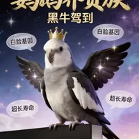 玄凤鹦鹉黑牛品种解析：基因、特征与饲养全攻略