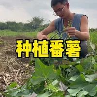 两广地区番薯种植技术要点：从选时到管理
