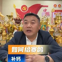 赛鸽补钙指南：天然食材与科学喂养方法解析