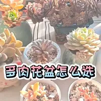 多肉花盆材质选购指南：透气、排水与耐用性全解析