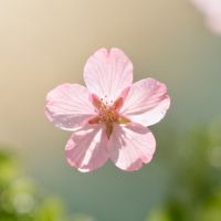手机拍不出樱花氛围感？不是天气差，是算法把花当噪点压掉了