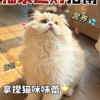 猫条别乱喂！主食级和零食级差在哪？3招教你避开智商税