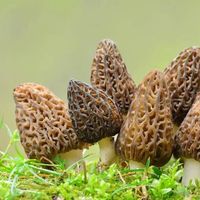 来滇特色丨羊肚菌：云南给肉都不换的早春第一鲜！先健脾，再养肤，错过等一年