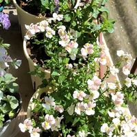 室内拍花总发灰？问题出在光的方向错了