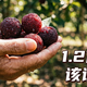 事件发酵！漳州杨梅1.2亿损失，违规的被拘留了，老实的果农在砍树喂猪。到底该谁买单？