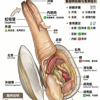象拔蚌结构拆解，虽然丑但是贵啊