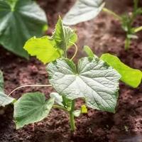 种10年才悟透：所有蔬菜专用肥都智商税！只留这两样，年年长得好