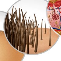 产后白发去哪里调理比较好_黑奥秘生物活性酶改善黑色素细胞功能
