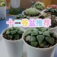 十二卷多肉花盆选择指南：不同盆型的优缺点与避坑建议