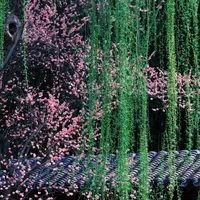 🌸紫竹院公园赏花路线，看这一篇就够了❗️