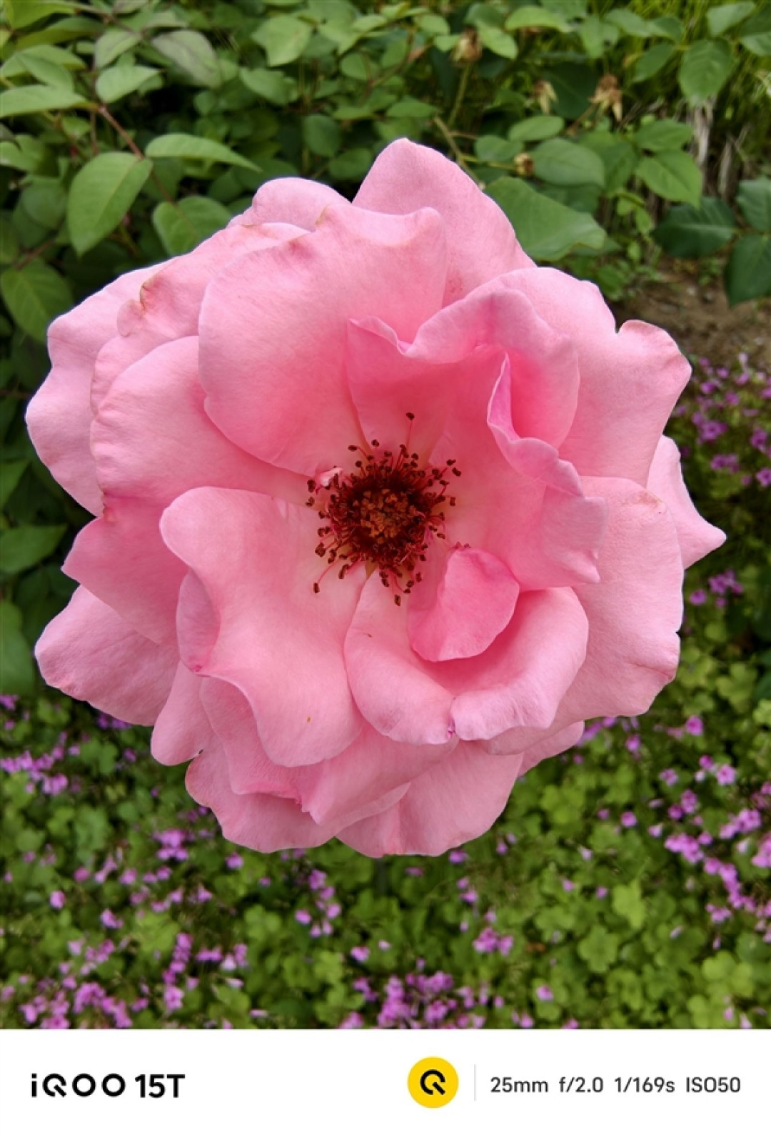 2K+电竞双芯！iQOO15T手机全面评测：电竞、续航、影像全拉满，同档无对手