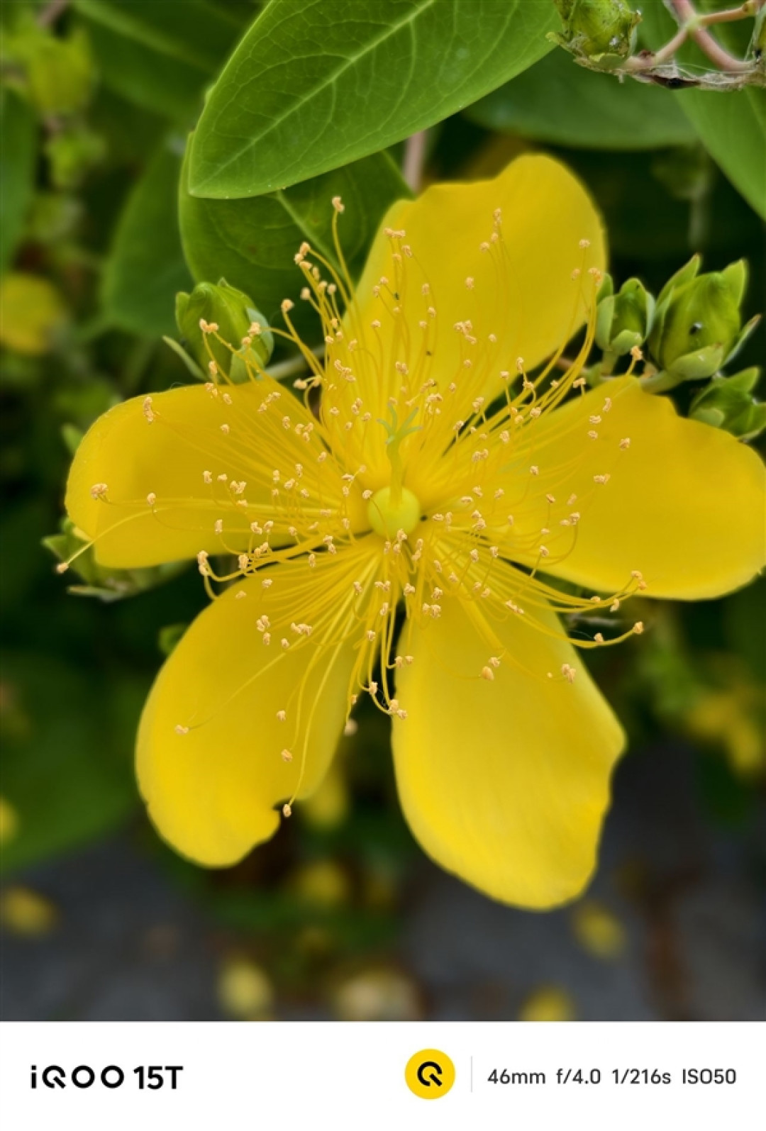 2K+电竞双芯！iQOO15T手机全面评测：电竞、续航、影像全拉满，同档无对手