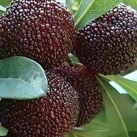 果农心声：严格监管下的荔枝种植