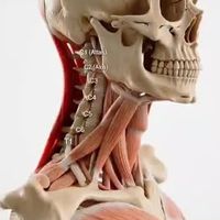 枕头选错=颈椎慢性自杀？8cm还是10cm，多数人根本用错了