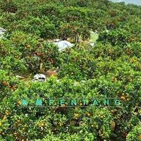 玉龙茶香真相：20分钟茶香幻觉，通勤党慎入