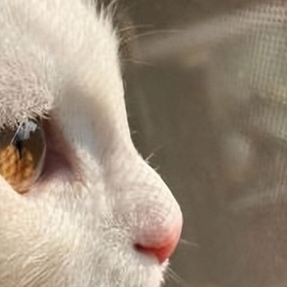 2026十大优质猫粮榜单速看，618高人气猫粮囤货指南！