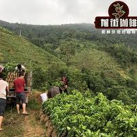 别被“云南精品”骗了！认准这三点才值得喝