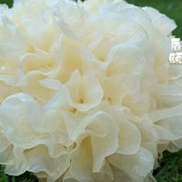 银耳价格止跌反弹！小规格鲜品领涨，市场触底信号来了？