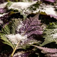 夏季必吃紫苏，教你2个保存方法，放一年都不坏
