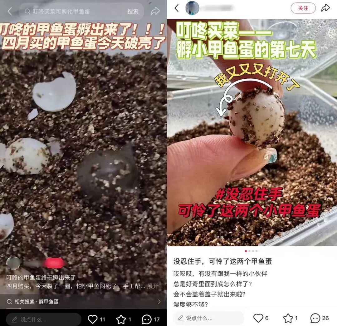 小红书上蔬菜盲盒火了,生鲜电商找到新解法?