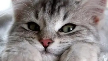 猫粮排名top1的是谁无谷猫粮是什么意思？2026十款猫粮全方位表现