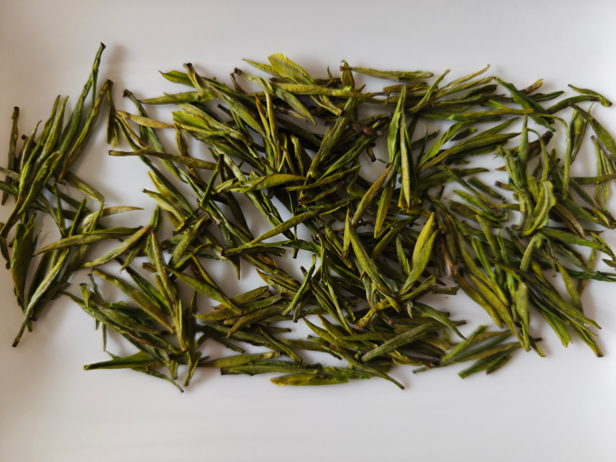 芳羽绿茶