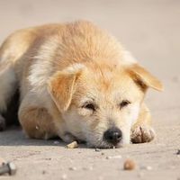 刚断奶的奶狗吃什么狗粮好？按月龄挑选幼犬粮的实用指南