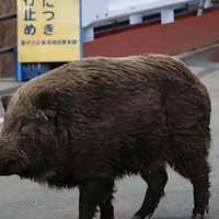 日本福岛核事故无人区，野猪变身为超级猪