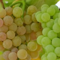 【天狼月季】葡萄品种选啥好，这几个品种强推！