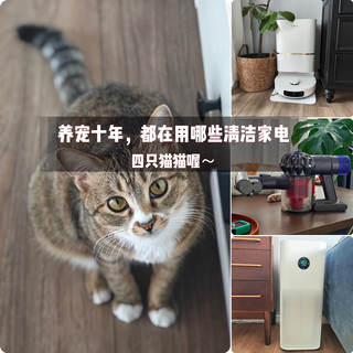 四猫家庭十年养宠史，盘点日常离不开的清洁家电好物分享