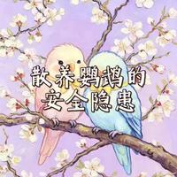 散养鹦鹉的安全隐患与饲养方式选择