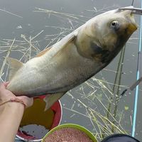 钓鲢鳙的饵料，雾化和味型哪个更重要？