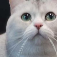 不同年龄段的猫应该选什么猫粮品牌？从幼猫到成猫的分龄选粮思路