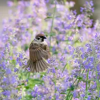 索尼A7M5+400 800G｜紫色花海中麻雀捕蜂飞