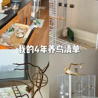 养鸟环境布置与饲养动线规划指南