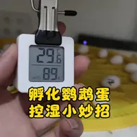 玄凤鹦鹉蛋孵化指南：湿度控制关键与低成本除湿方案