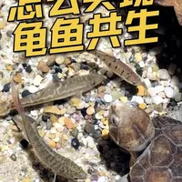 龟鱼混养实施指南：环境设置与习性分析